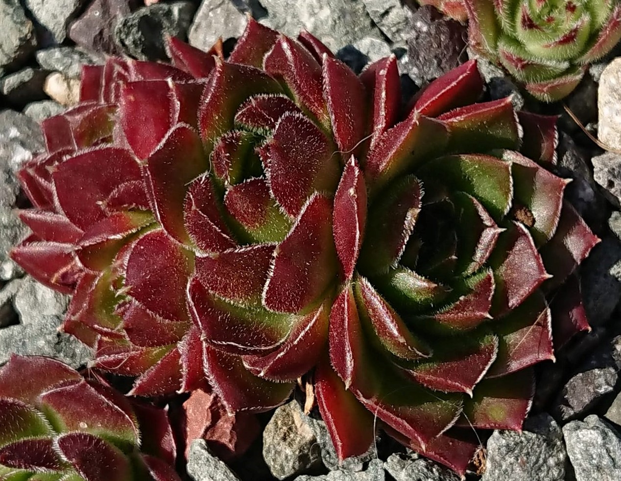 Flammenmeer