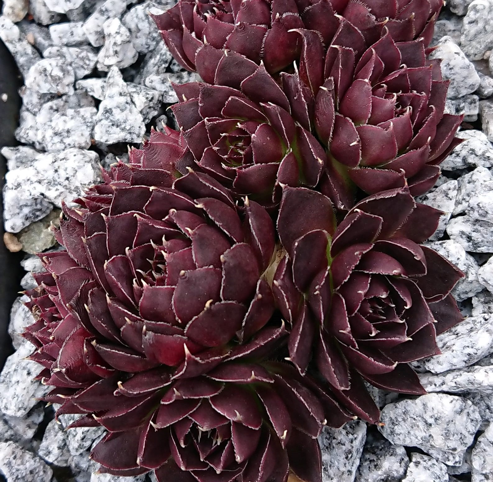 Flora