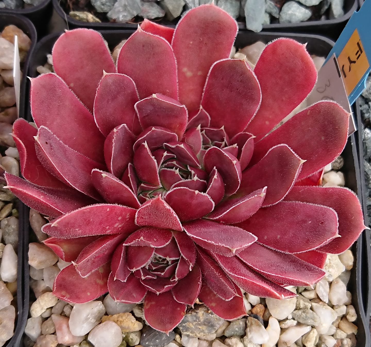 Fyjiyama