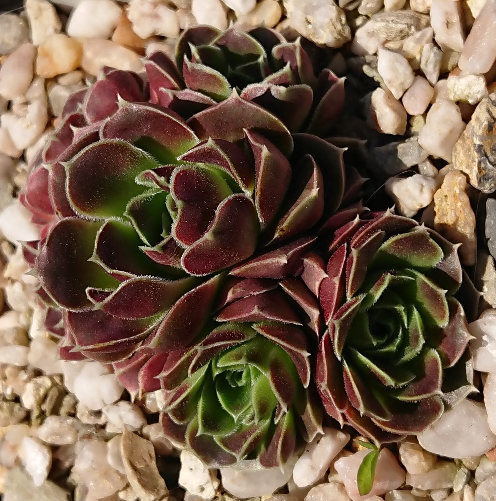 Fyjiyama