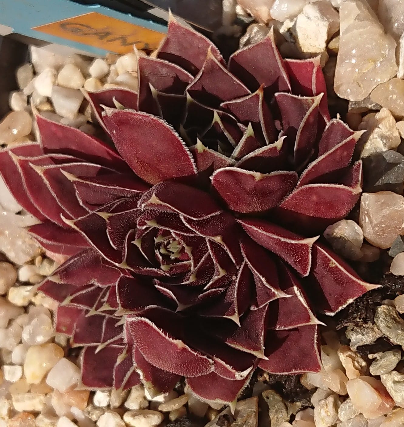 Ganymedes