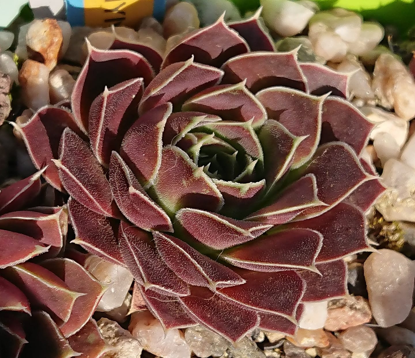Ganymedes