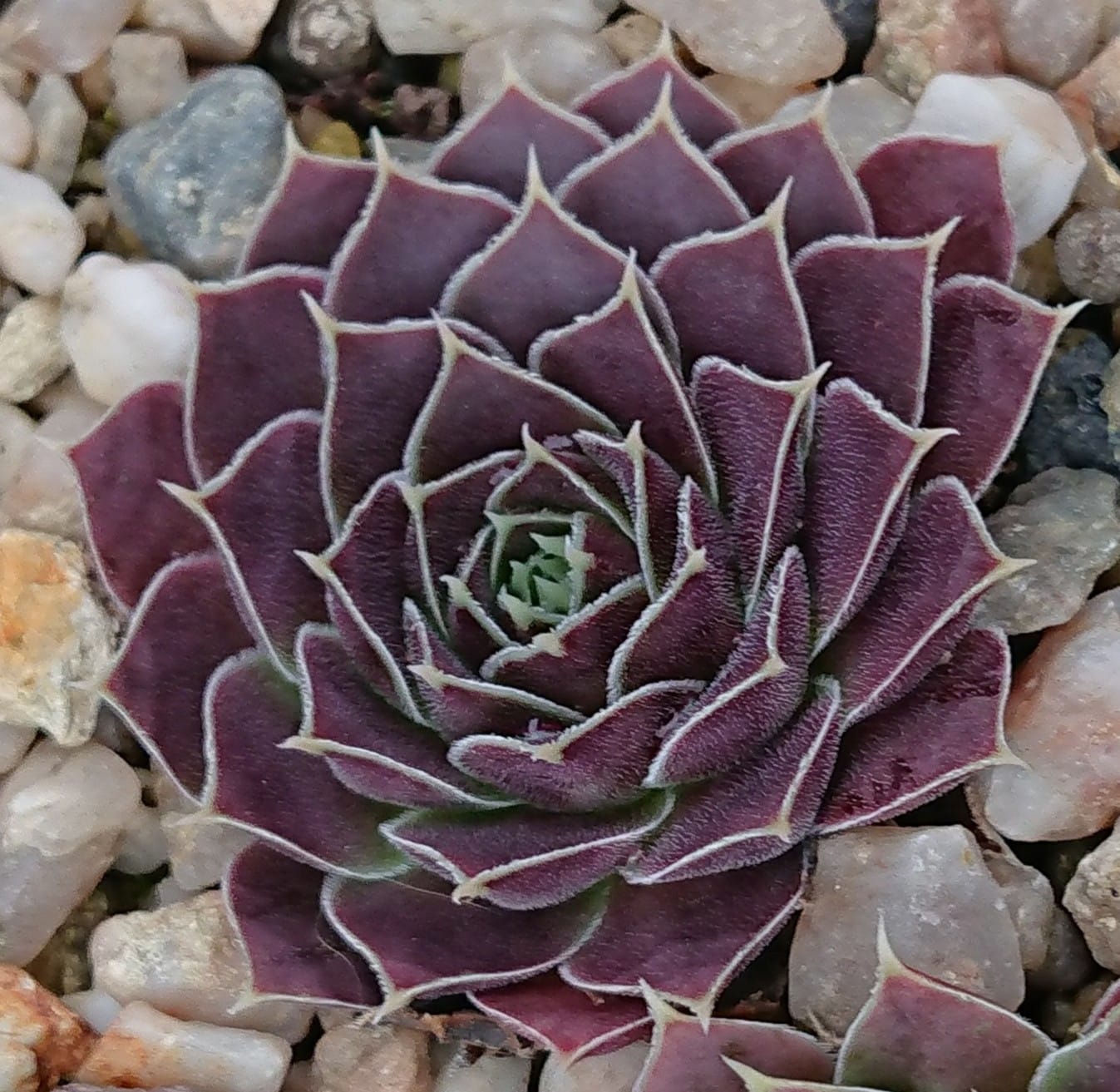 Ganymedes