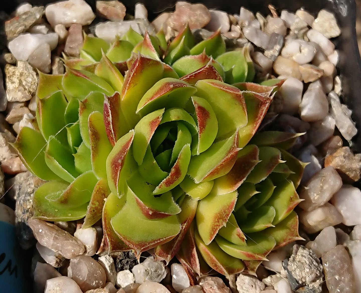 Golden Lady