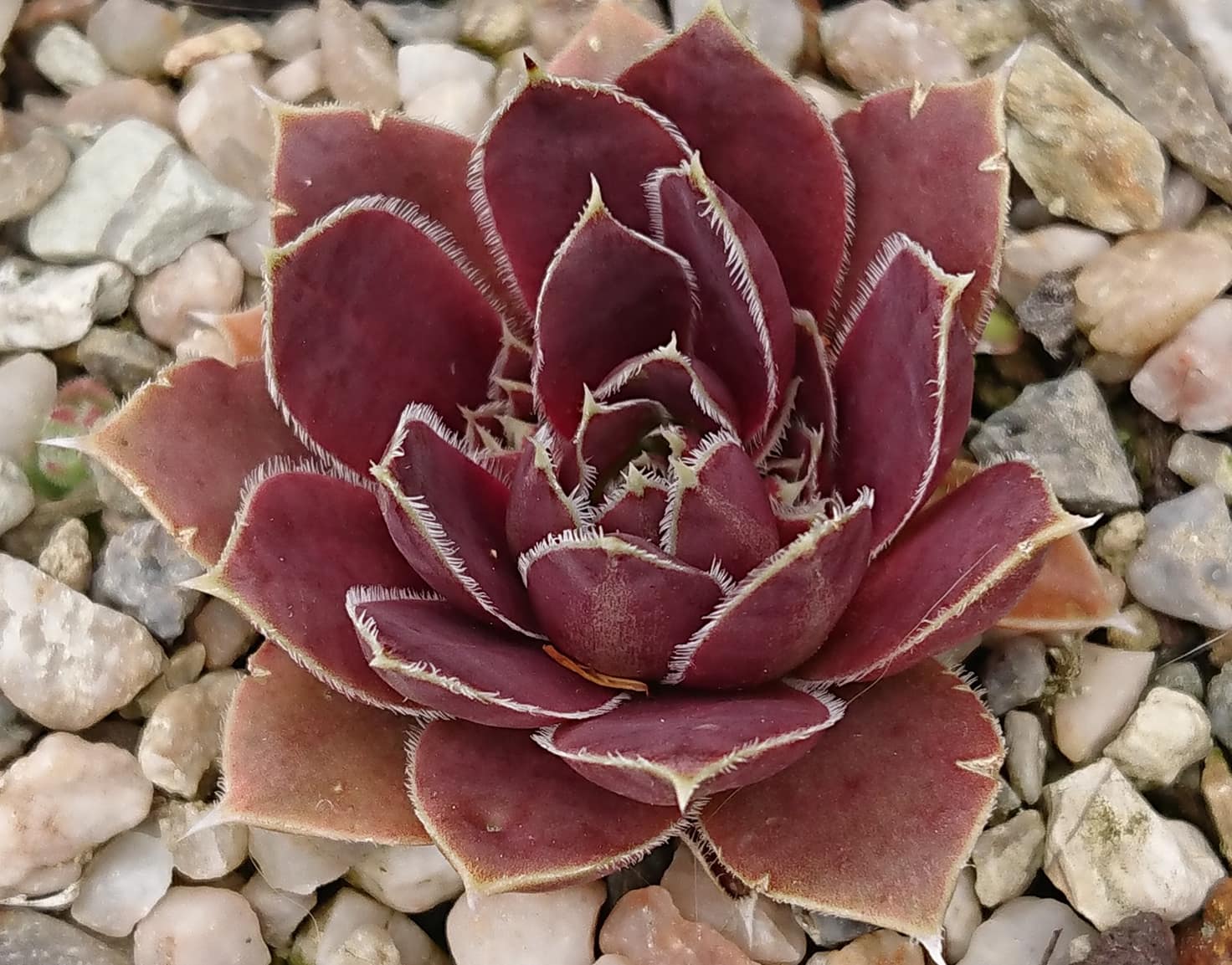 Graciella
