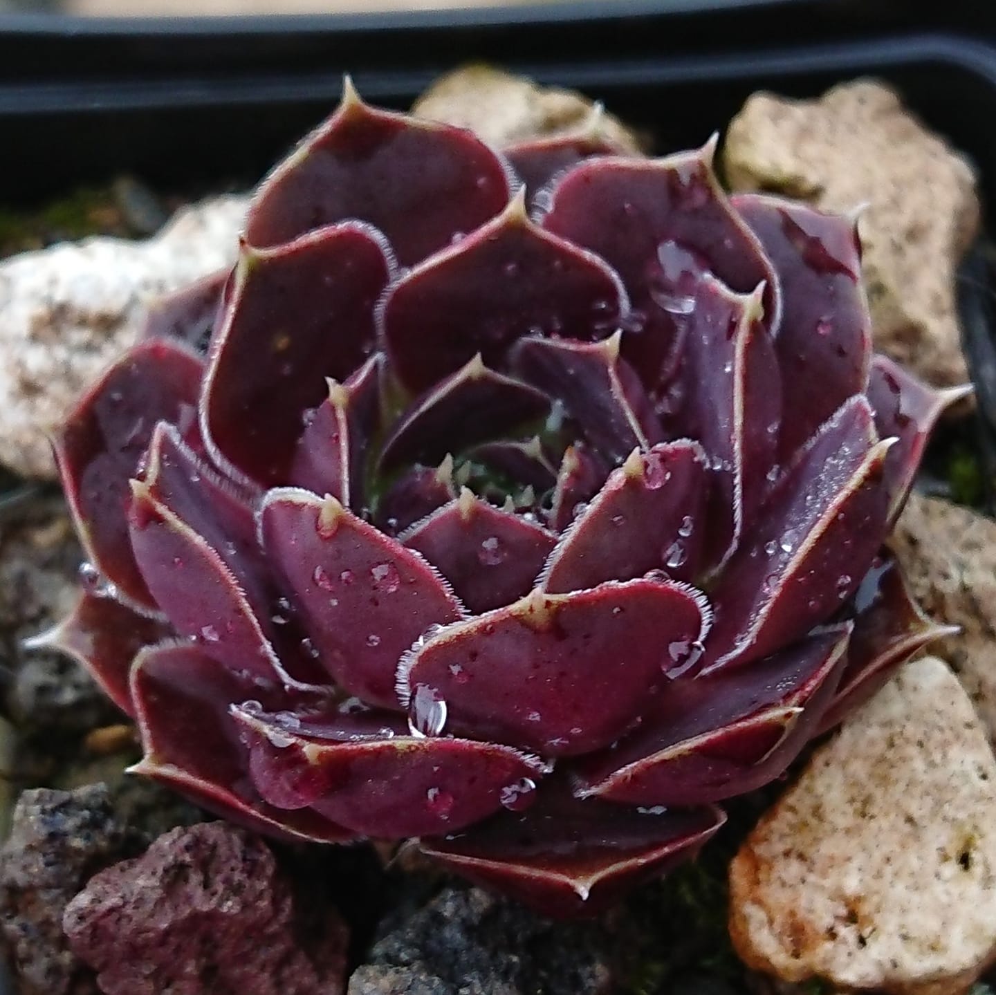 Oliva