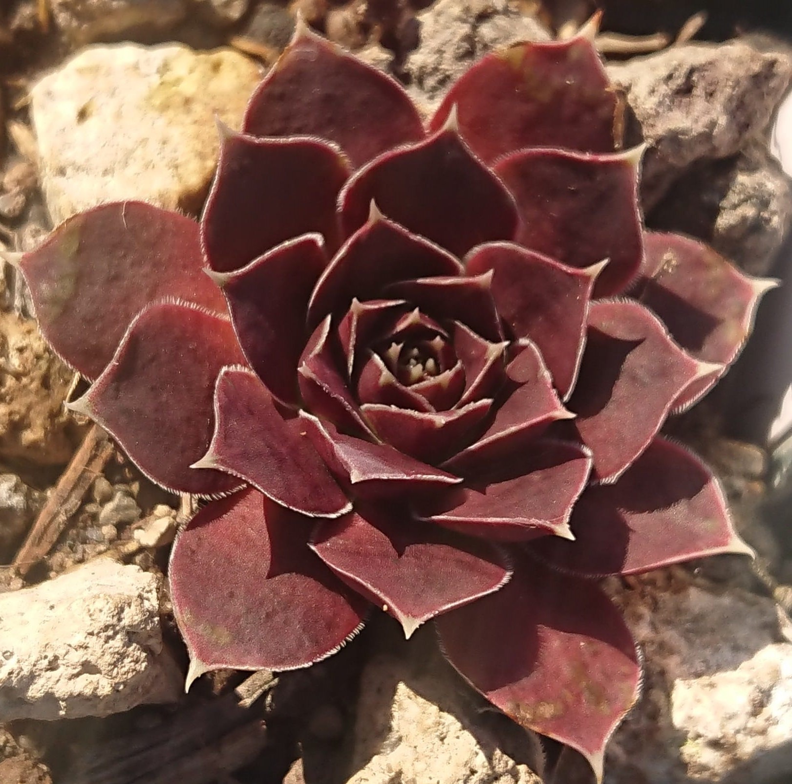 Oliva