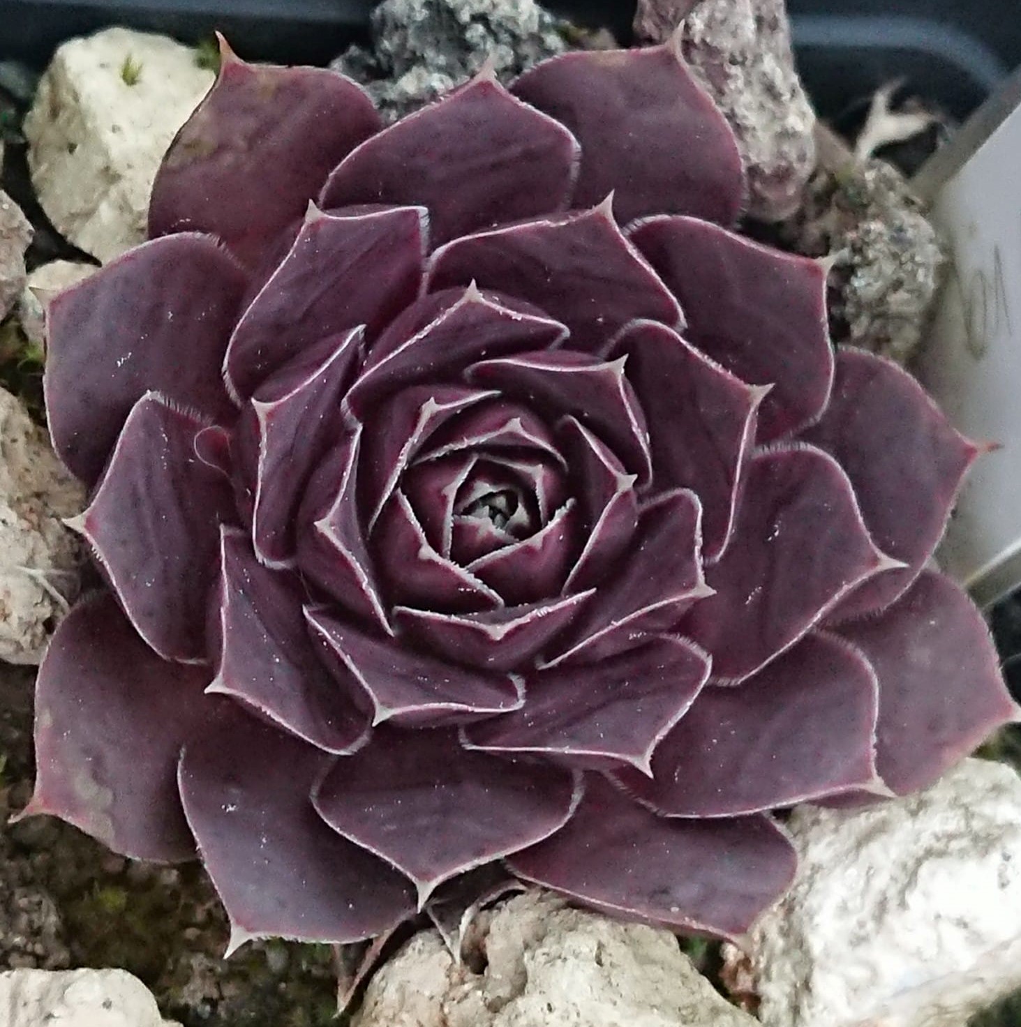 Oliva