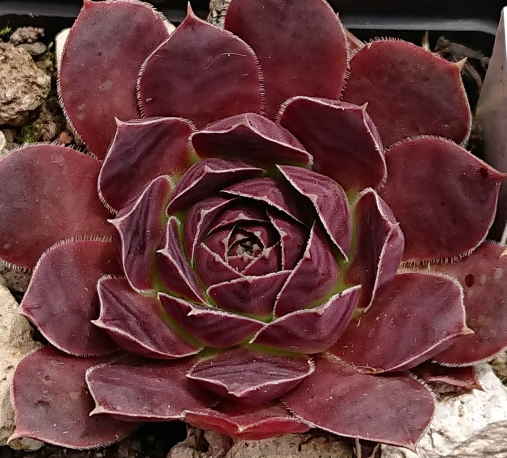 Oliva