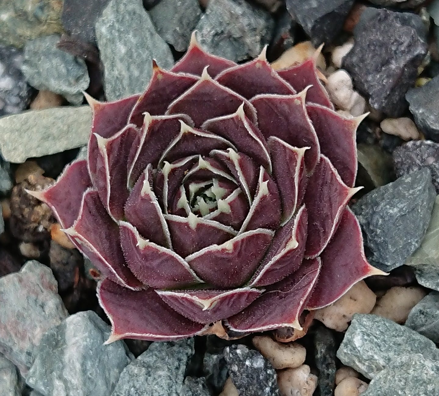 Palesrina