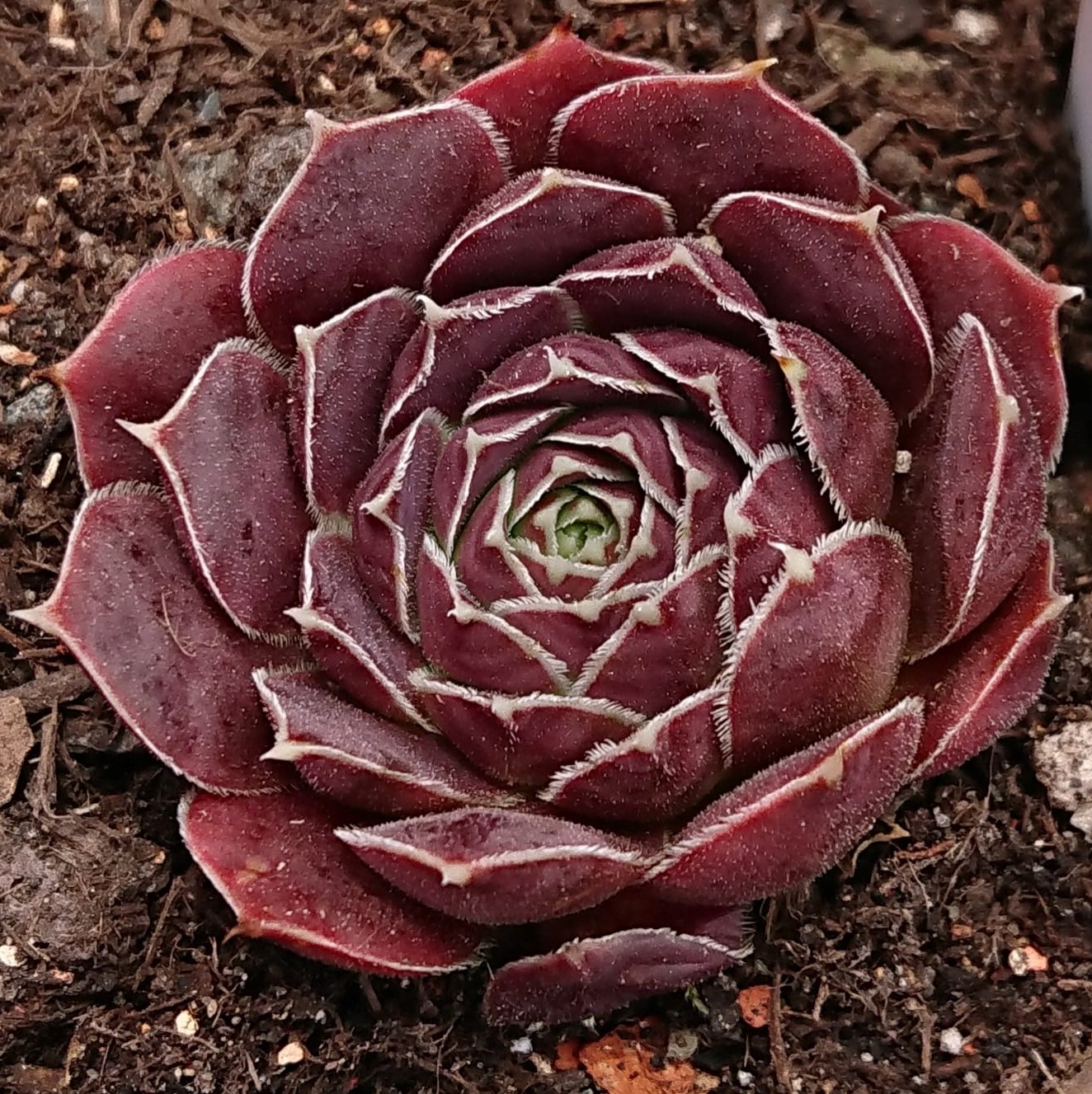 Palesrina