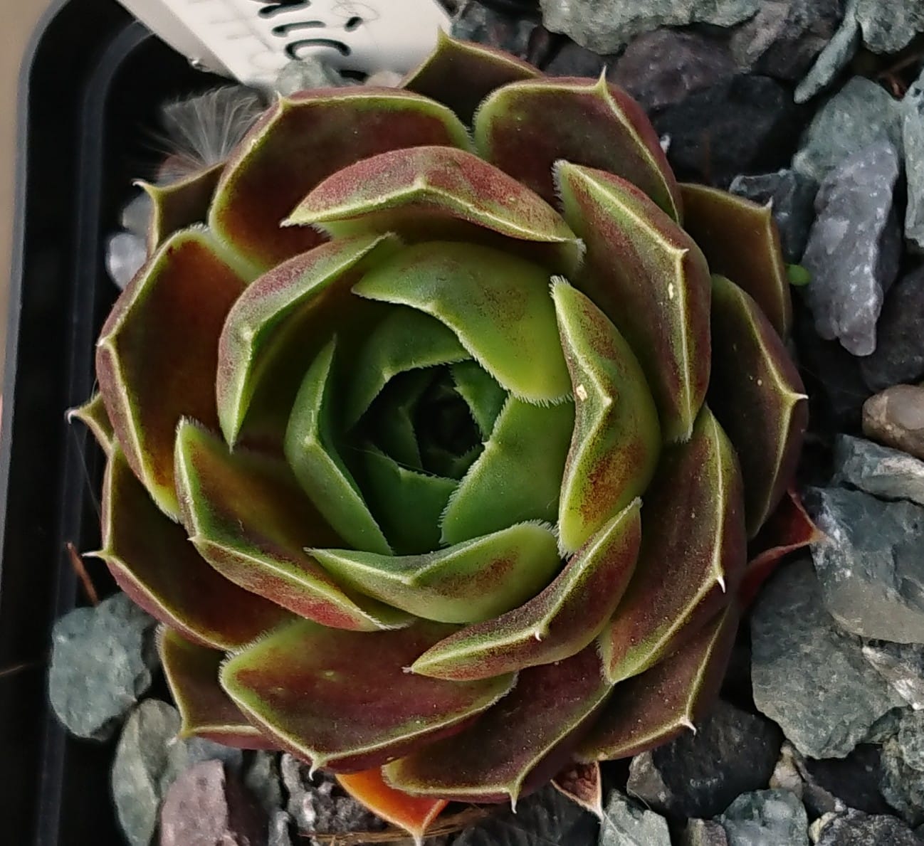Sebenico