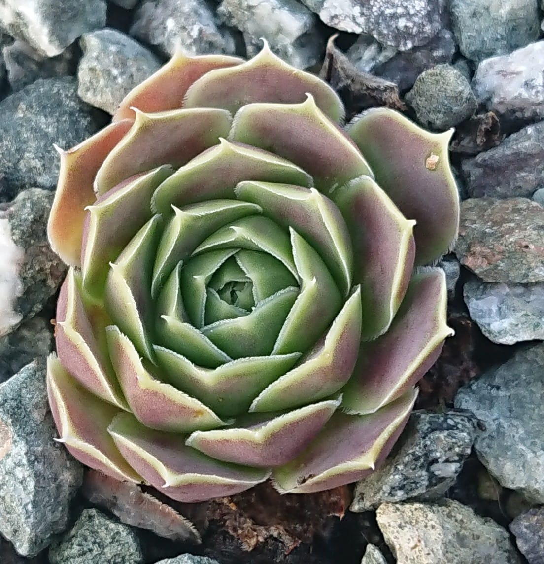 Suntan II