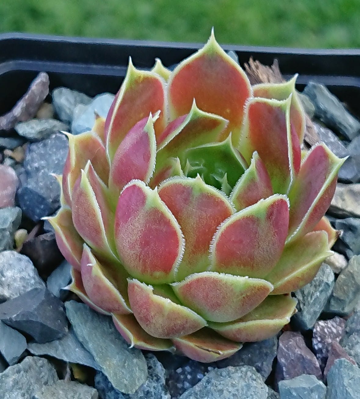 Suntan