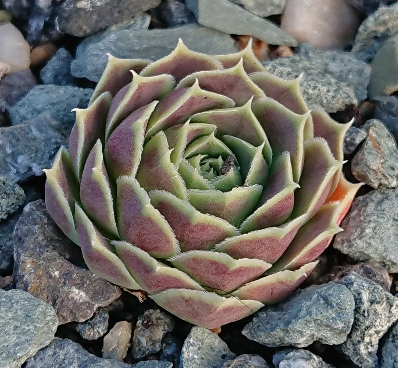 Suntan II