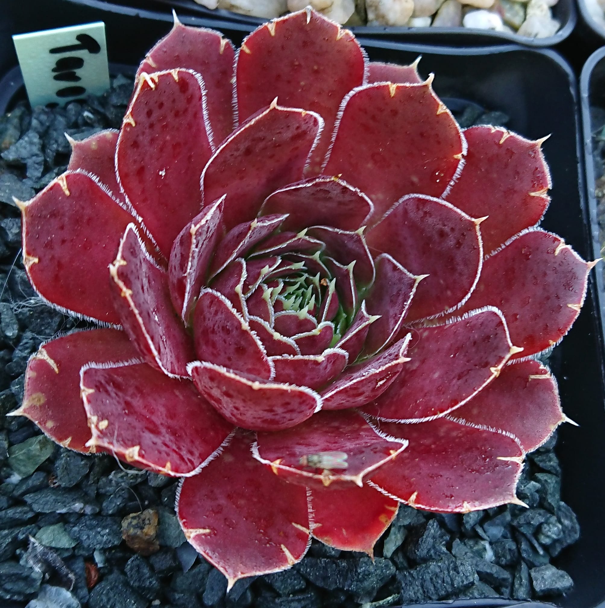 Tarogato