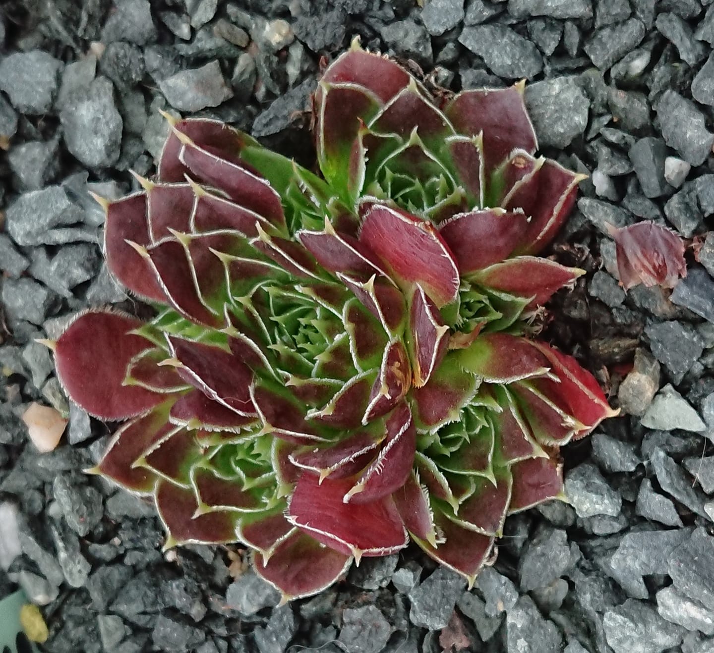 Tarogato