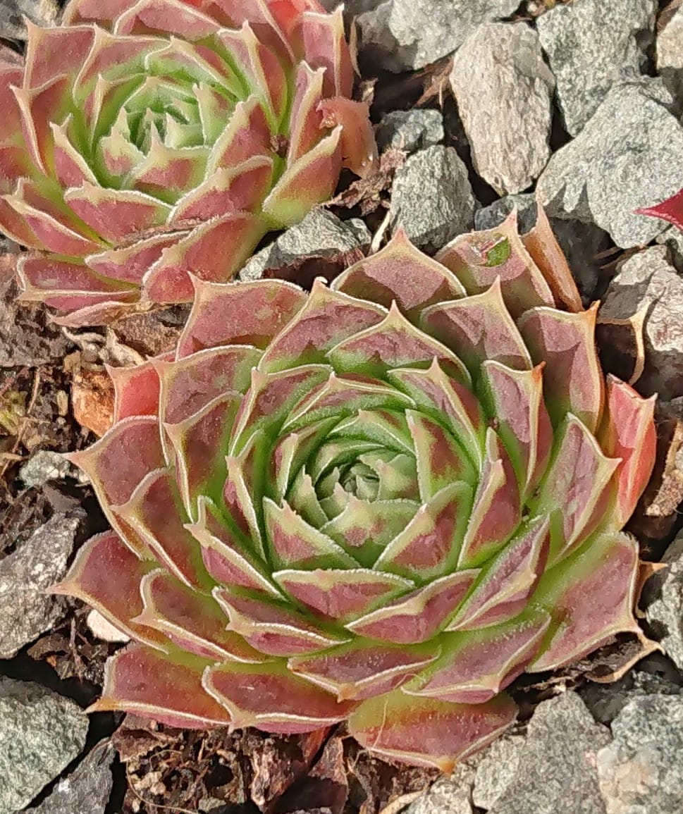 Tiporella