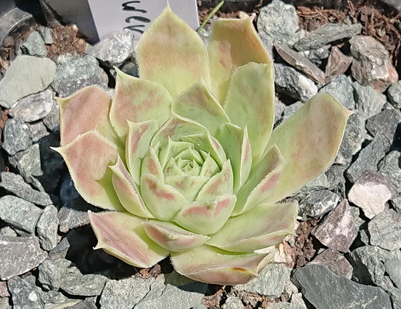 White Flower 