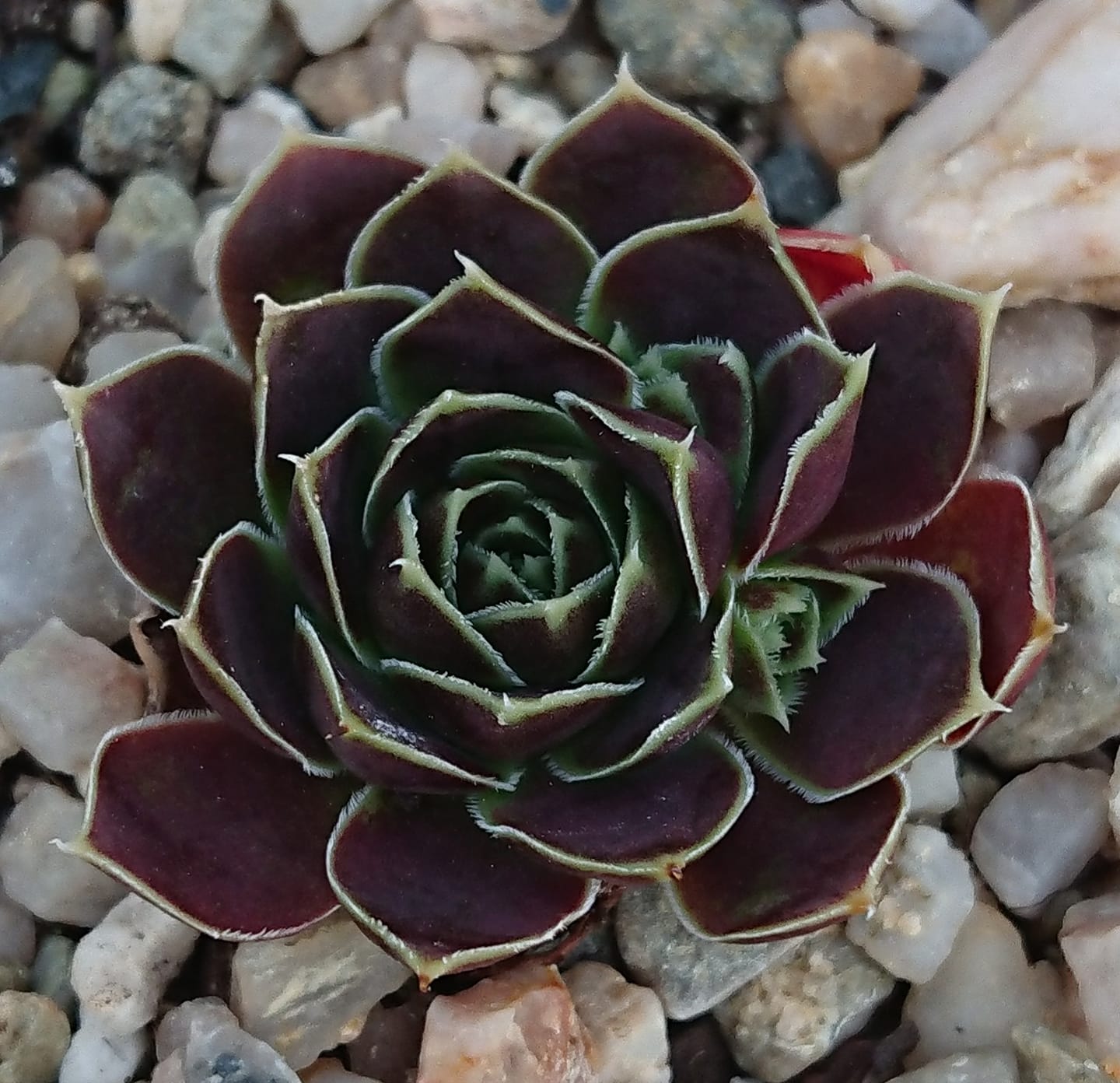 Winter Bronze