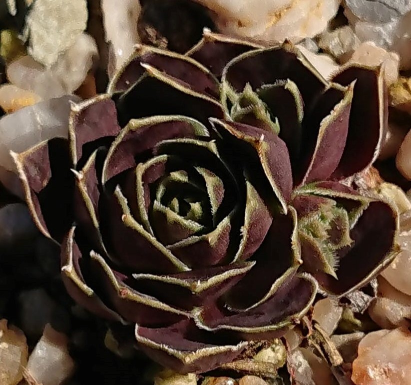 Winter Bronze