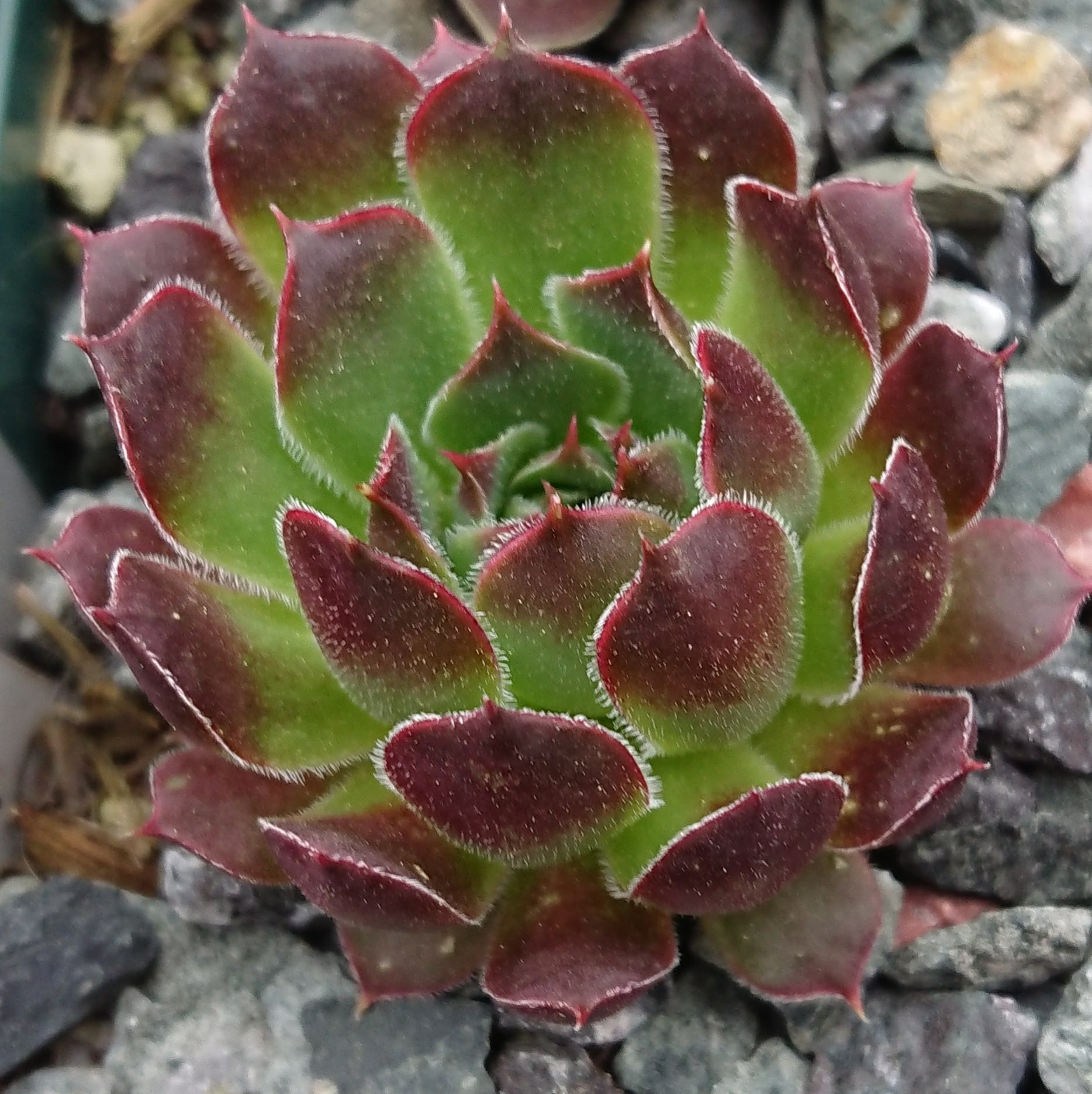 Winter Glory
