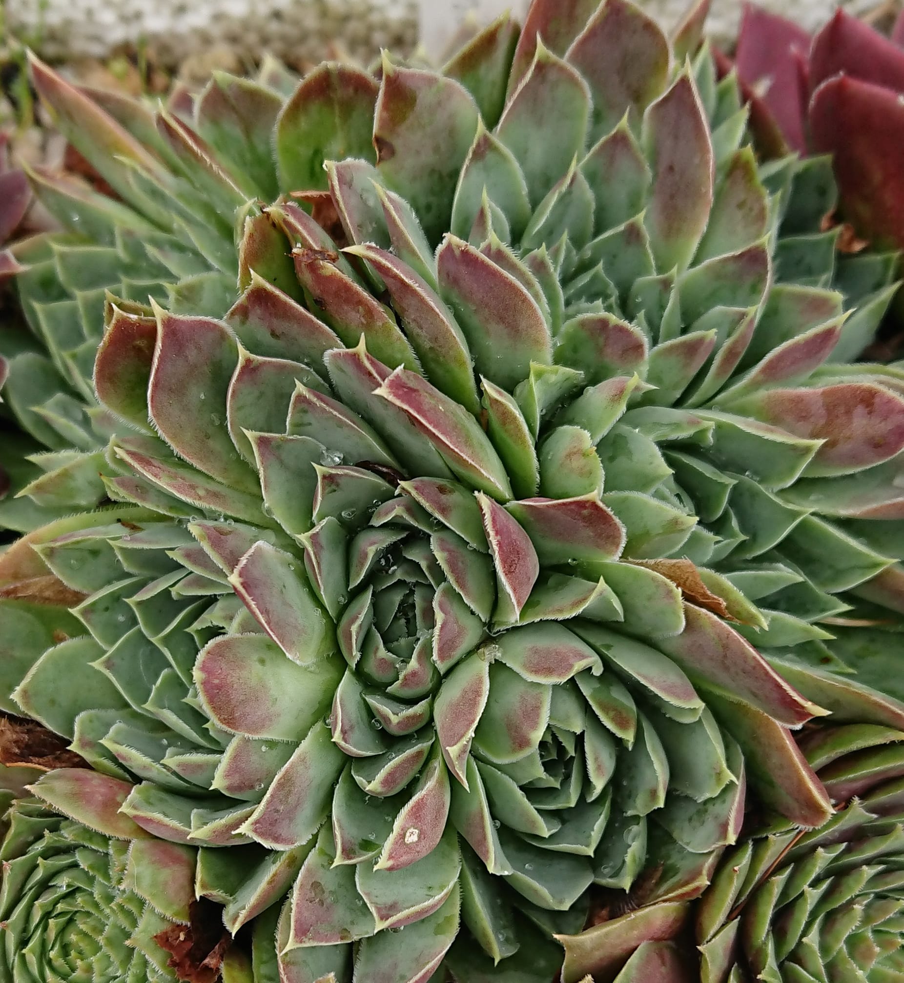 Xenius 