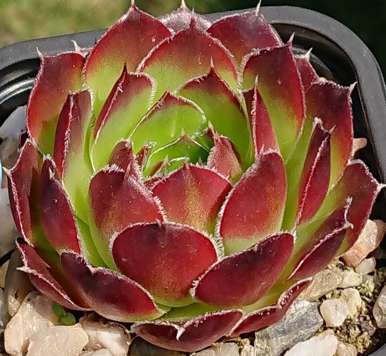 Yavanna