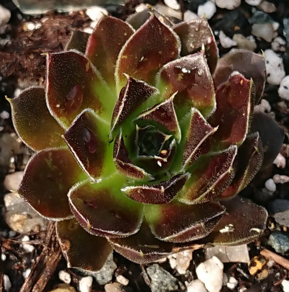 Zigeumblut