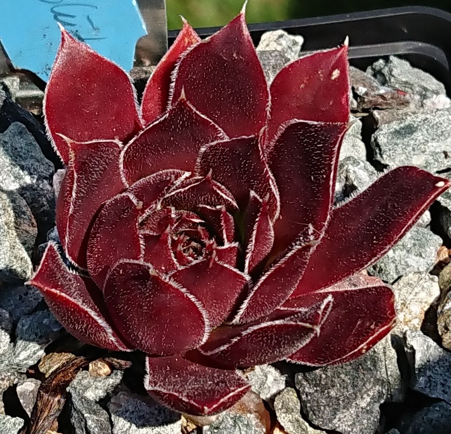Zigeumblut