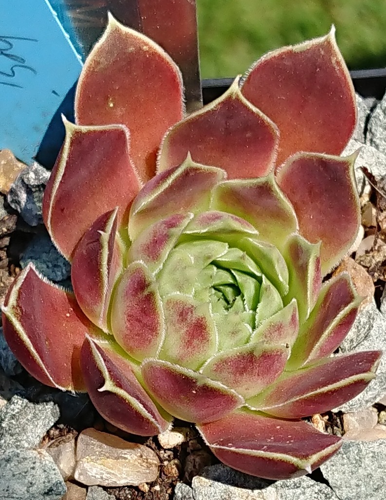 Zambesi