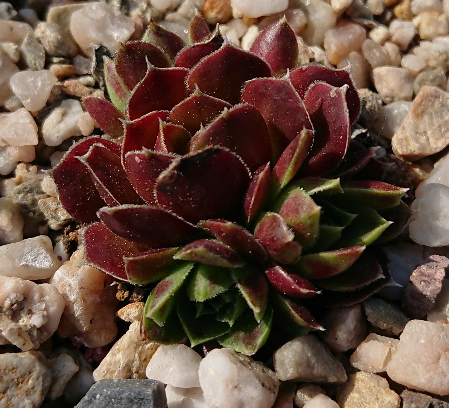 Zevouda