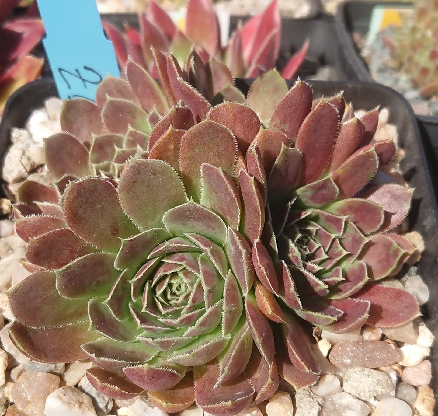 Zevouda