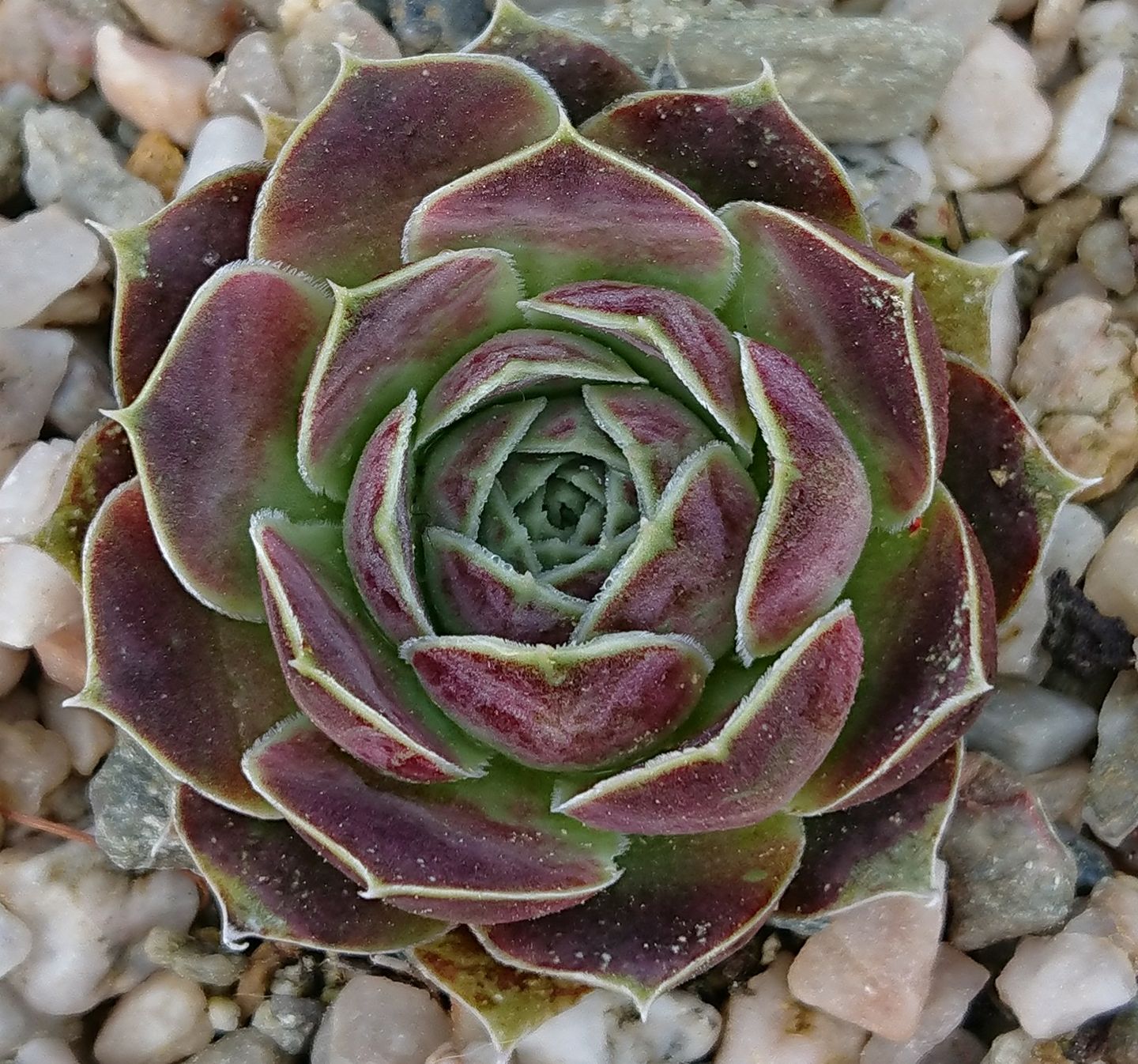 Zoeytken