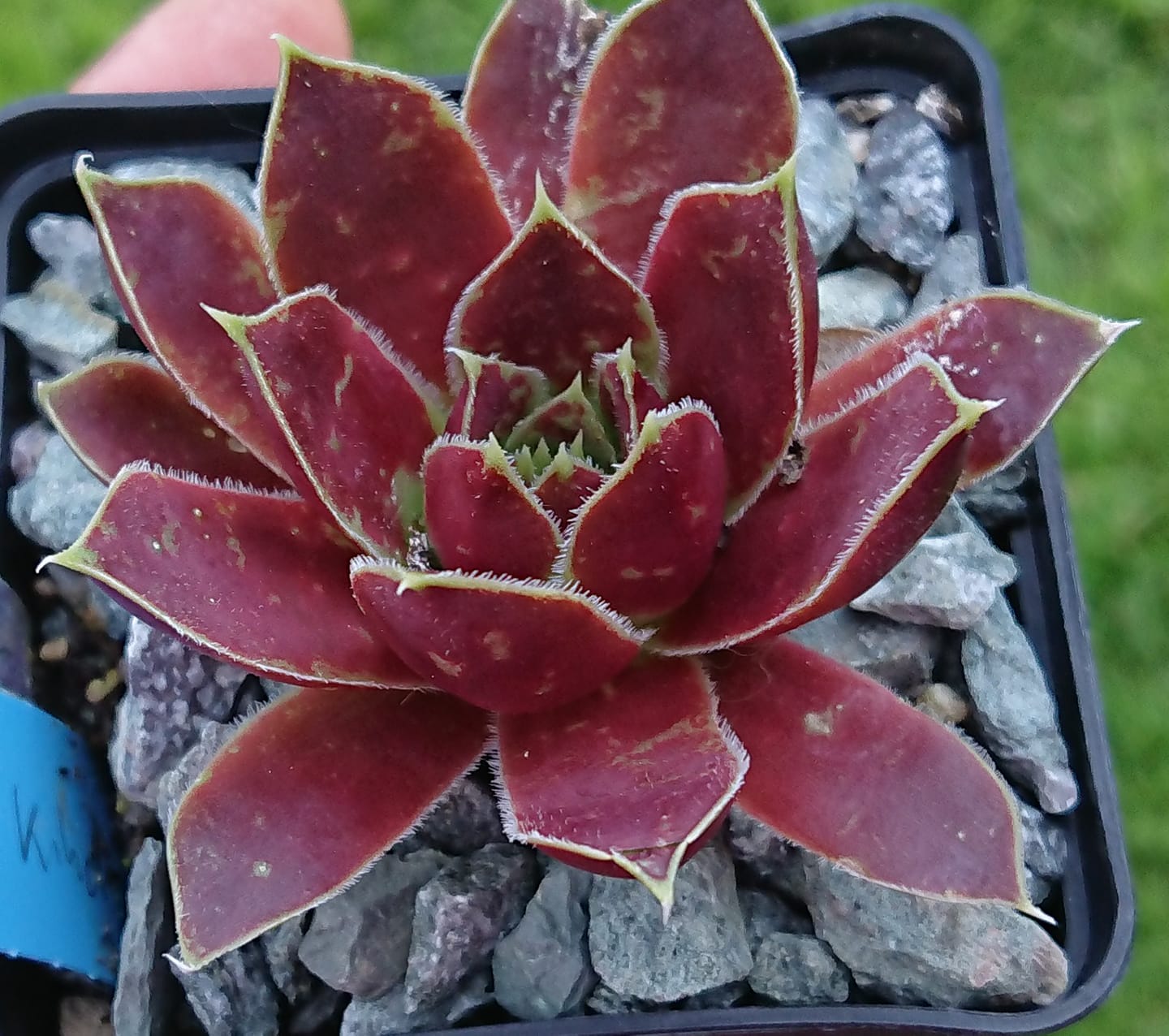 Zonnekind