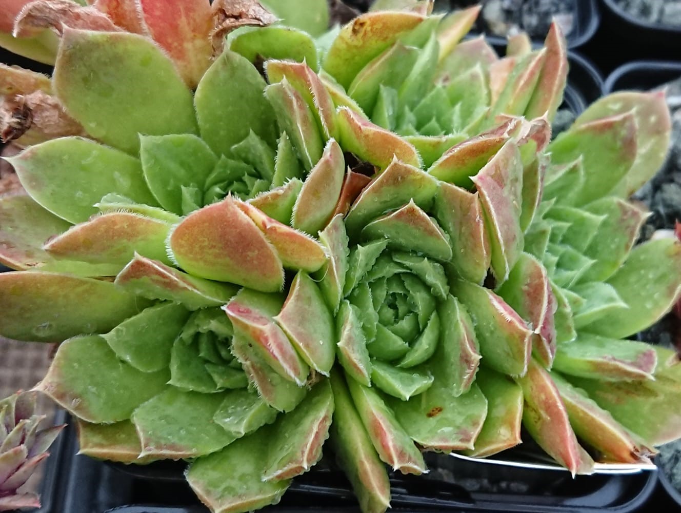Zuleika