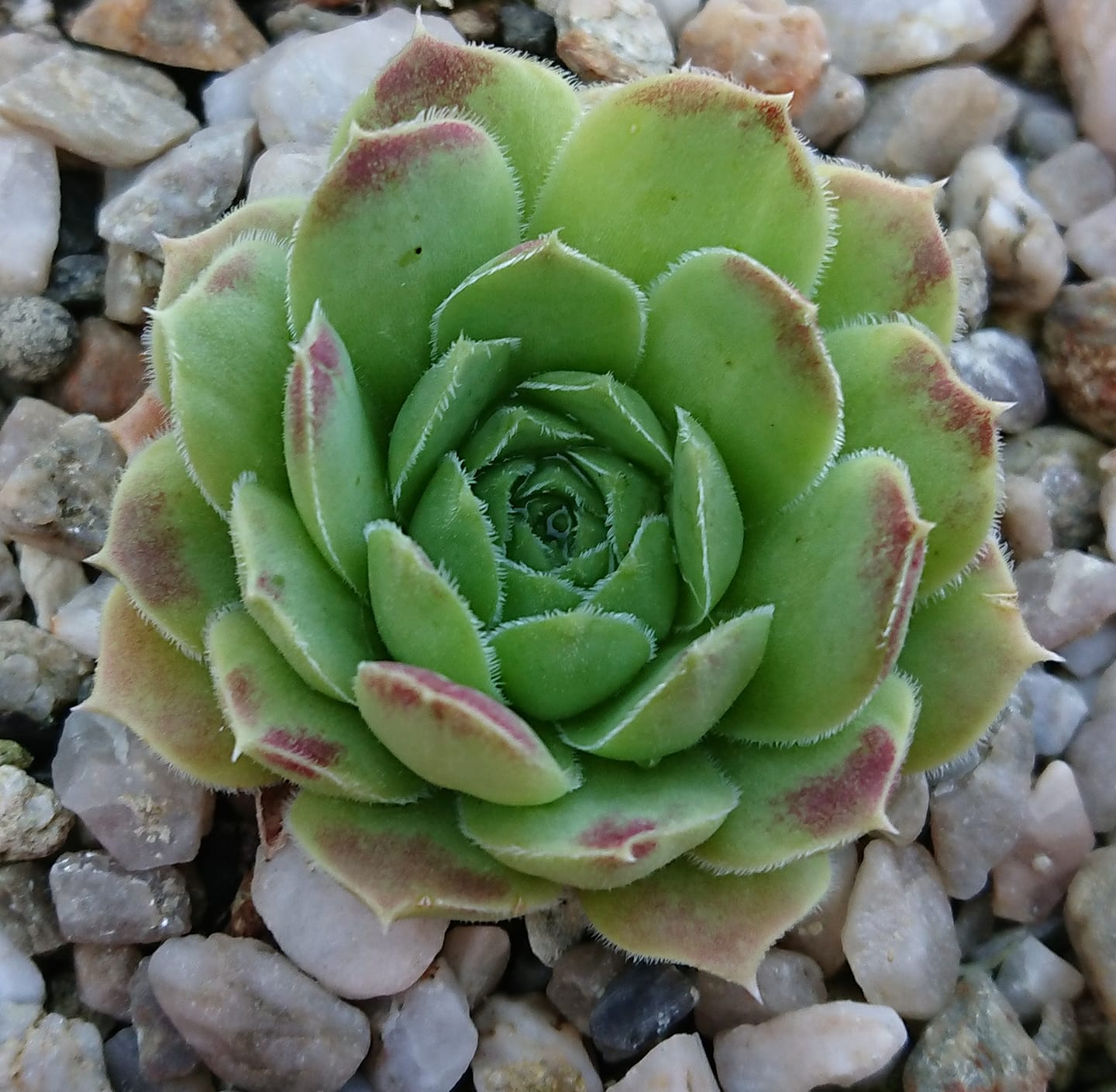 Zuleika