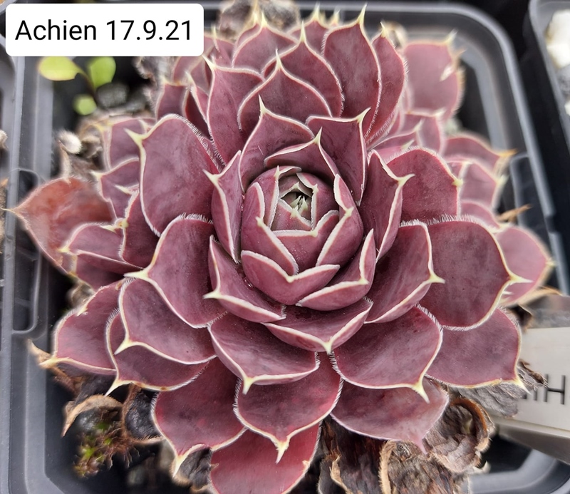 Achien / Jovi