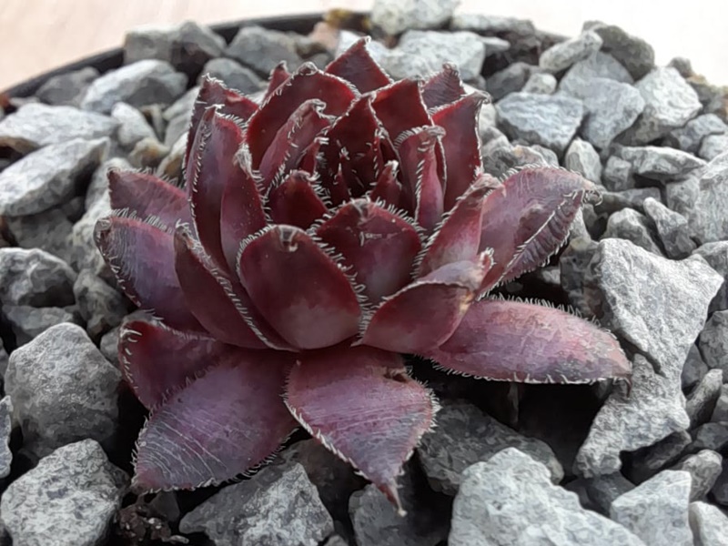 Black Lotus