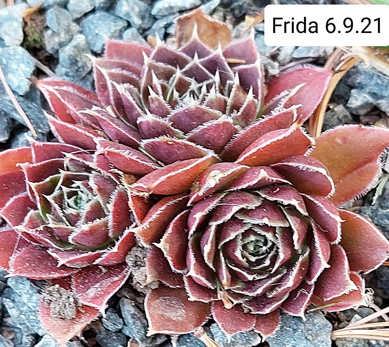 Frida / Jovi