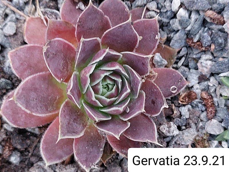 Gervatia / Jovi