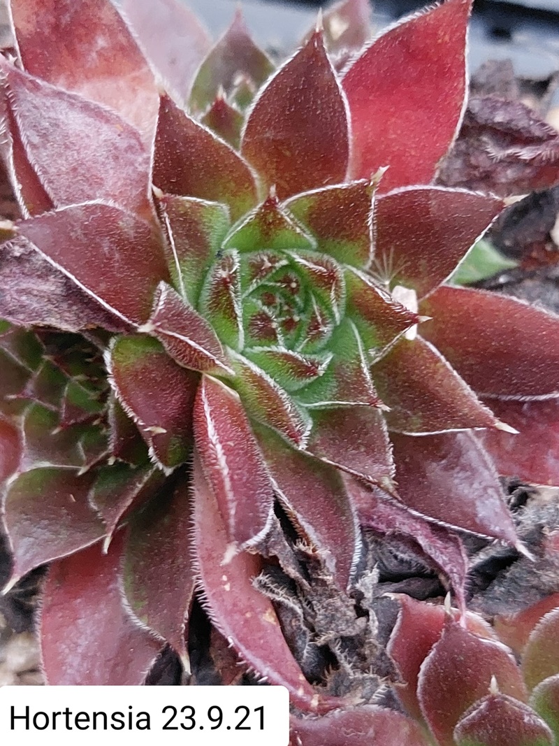 Hortensia / Jovi