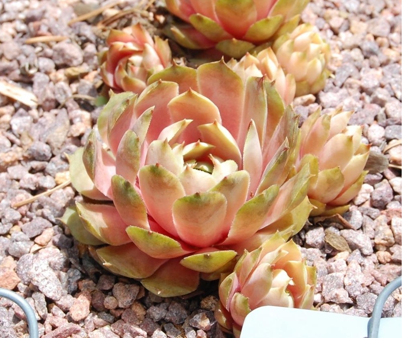 Jade Blush