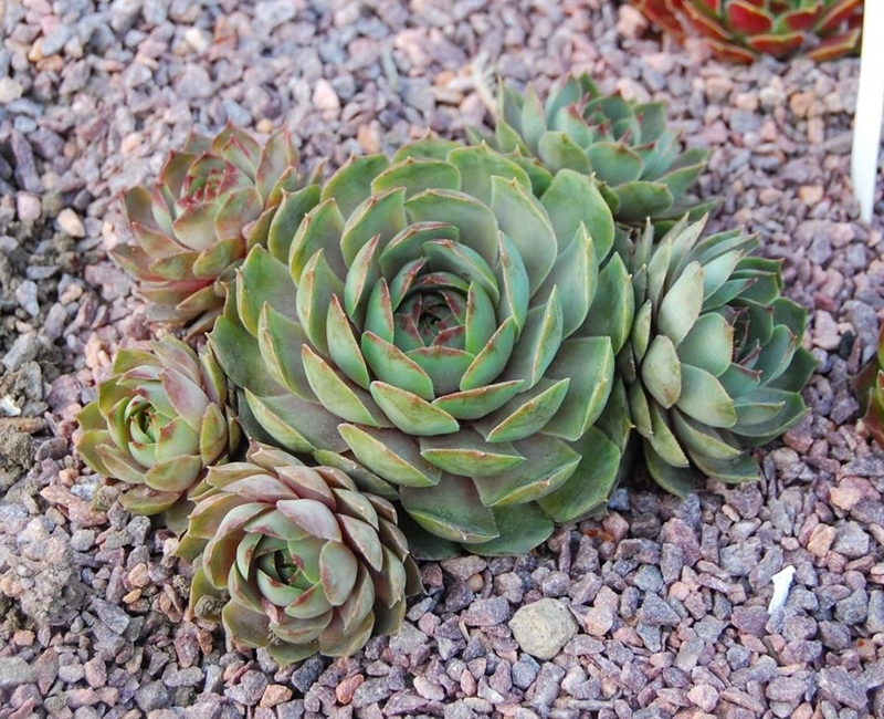 Jade Blush