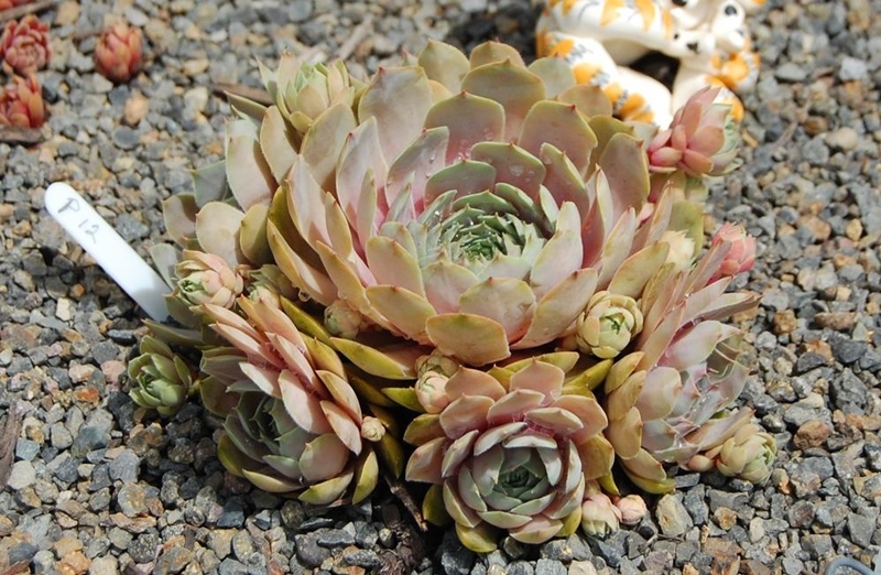 Jade Blush