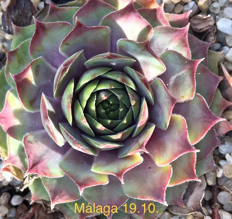 Malaga