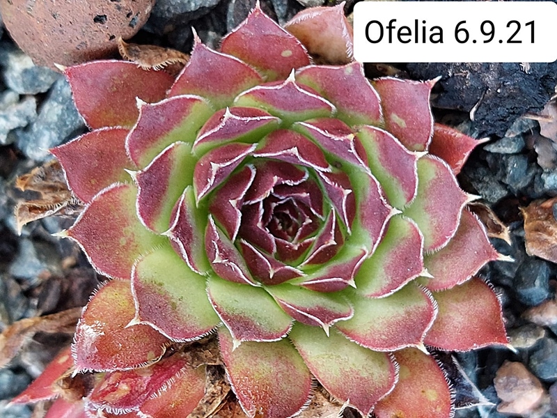 Ofelia / Jovi