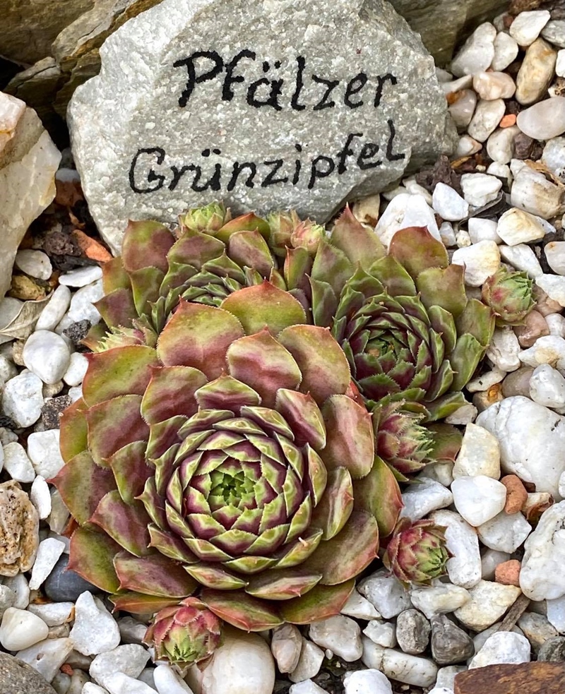 Pfälzer Grünzipfel