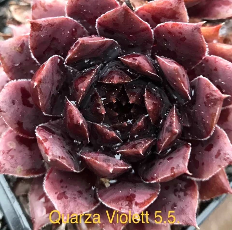 Quarza Violett