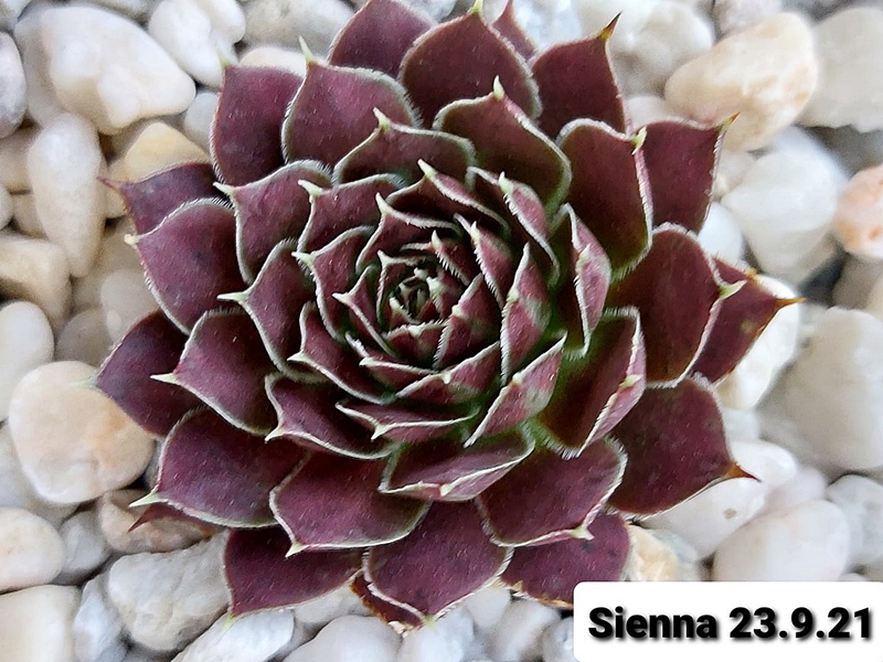Sienna / Jovi